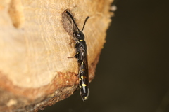 Monosapyga clavicornis