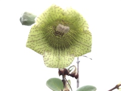 Paliavana sericiflora