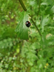 Harmonia axyridis
