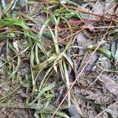 Vallisneria nana
