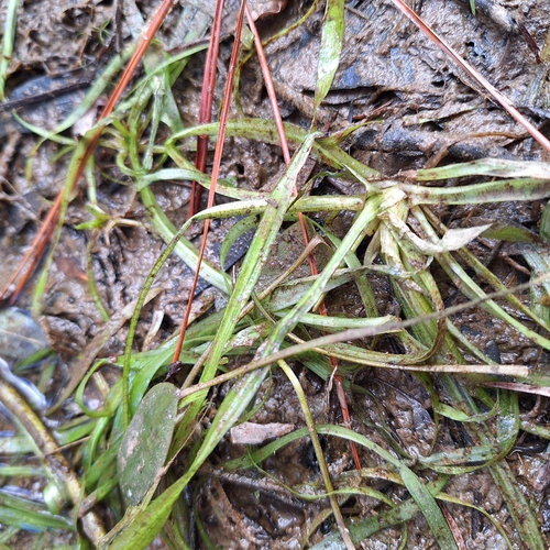 Vallisneria nana, photograph 2