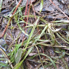 (c) Greg Tasney, some rights reserved (CC BY-SA) Vallisneria nana, photograph (c) Greg Tasney, some rights reserved (CC BY-SA)