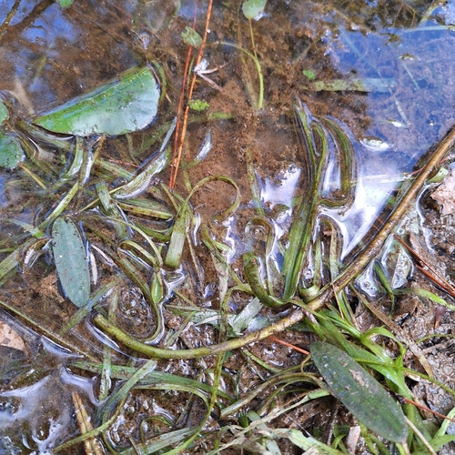 Vallisneria nana, photograph 3