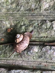 Cyclophoridae