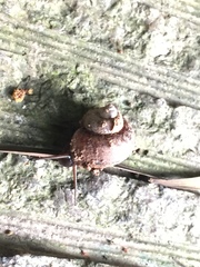 Cyclophoridae