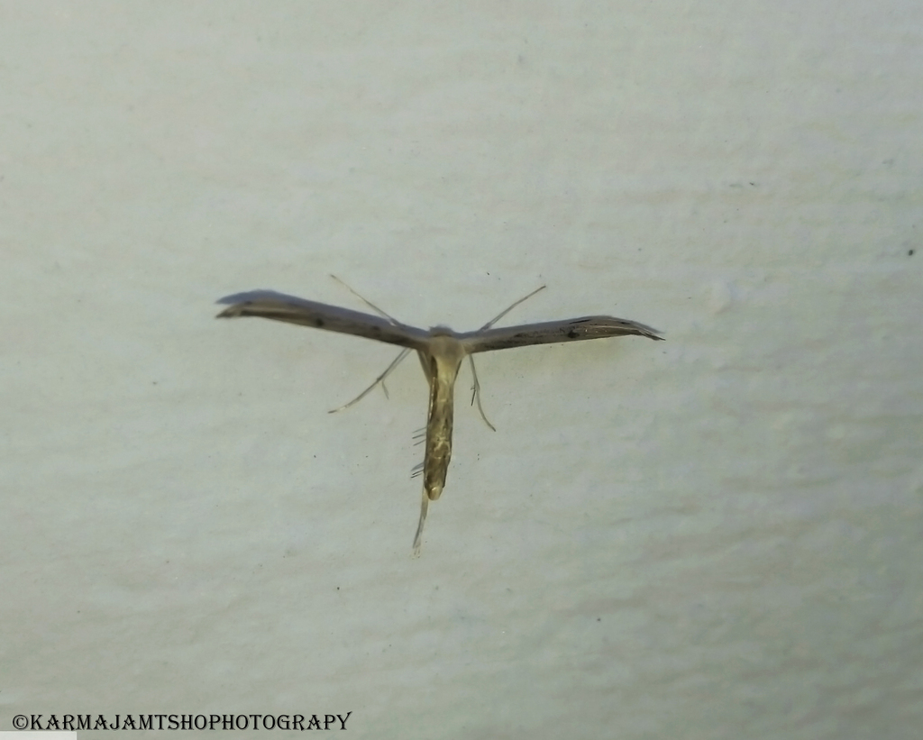 Hellinsia bhutanensis