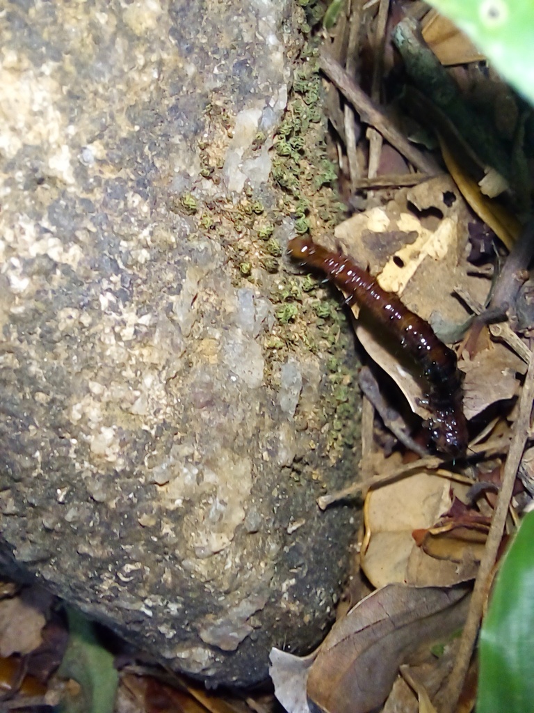 Arthropods from Laggala-Pallegama, Matale, Sri Lanka on July 21, 2024 ...