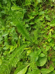 Achillea millefolium