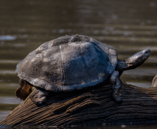 Helmeted Turtle