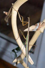 Tenodera superstitiosa