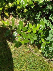 Ilex aquifolium
