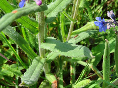 Cynoglottis barrelieri