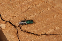 Trichrysis cyanea