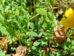 Coronilla