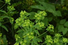 Euphorbia stricta