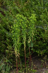 Euphorbia stricta