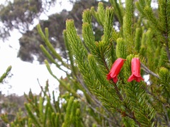 Rhododendron ericoides