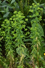 Euphorbia stricta