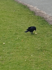 Corvus monedula