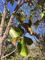 Annona crassiflora