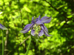Aquilegia dumeticola