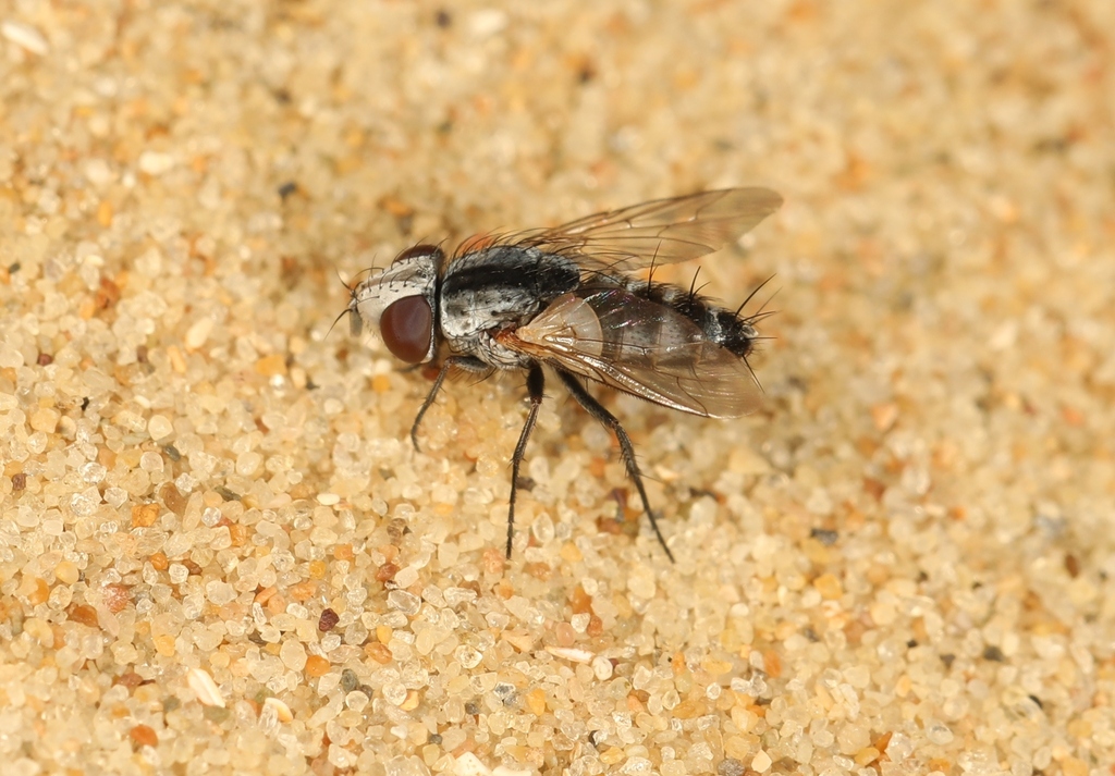 Taxigramma elegantula