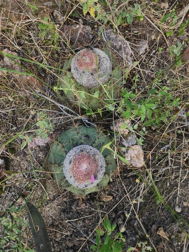 Melocactus pruinosus