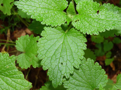 Lamium garganicum