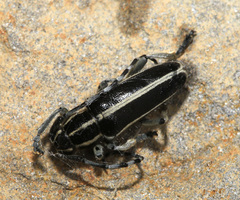 Thyestilla gebleri