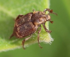 Valgus canaliculatus