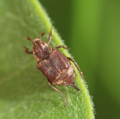 Valgus canaliculatus