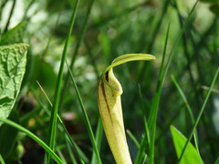 Aristolochia lutea