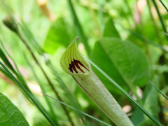 Aristolochia lutea