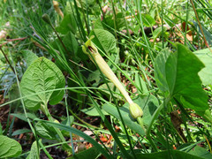 Aristolochia lutea