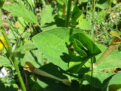 Aristolochia lutea