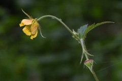 Geum × intermedium
