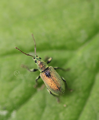 Phyllobius argentatus