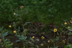 Geum × intermedium