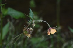 Geum × intermedium