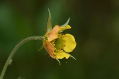 Geum × intermedium