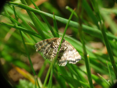 Emmiltis pygmaearia