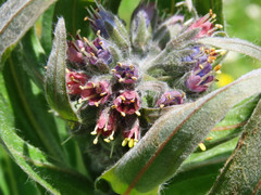 Solenanthus apenninus