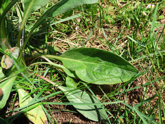 Solenanthus apenninus