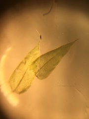 Rhynchostegium serrulatum