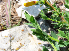 Cytisus decumbens