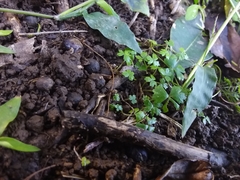 Hydrocotyle tripartita