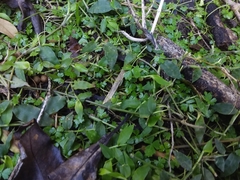 Hydrocotyle tripartita