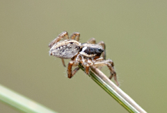 Artoriinae