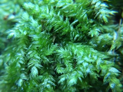 Rhynchostegium serrulatum