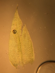 Rhynchostegium serrulatum